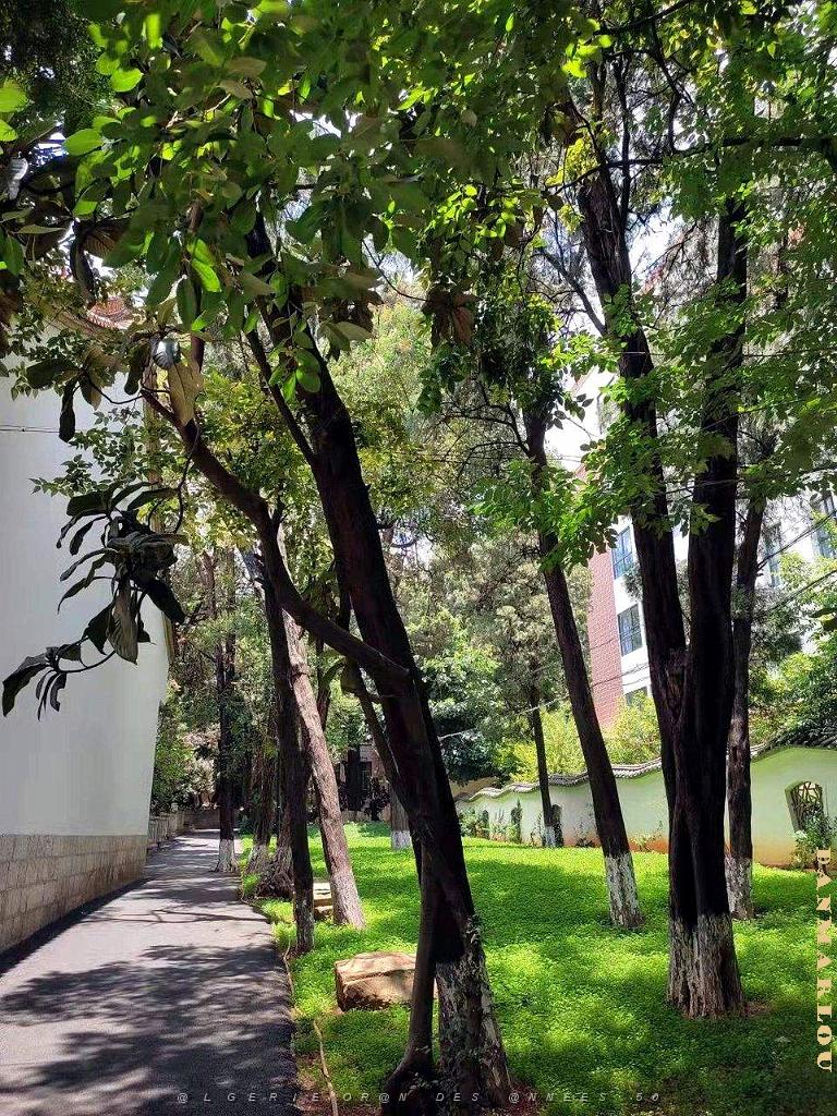 Kunming - Universite du Yunnan (25).jpg